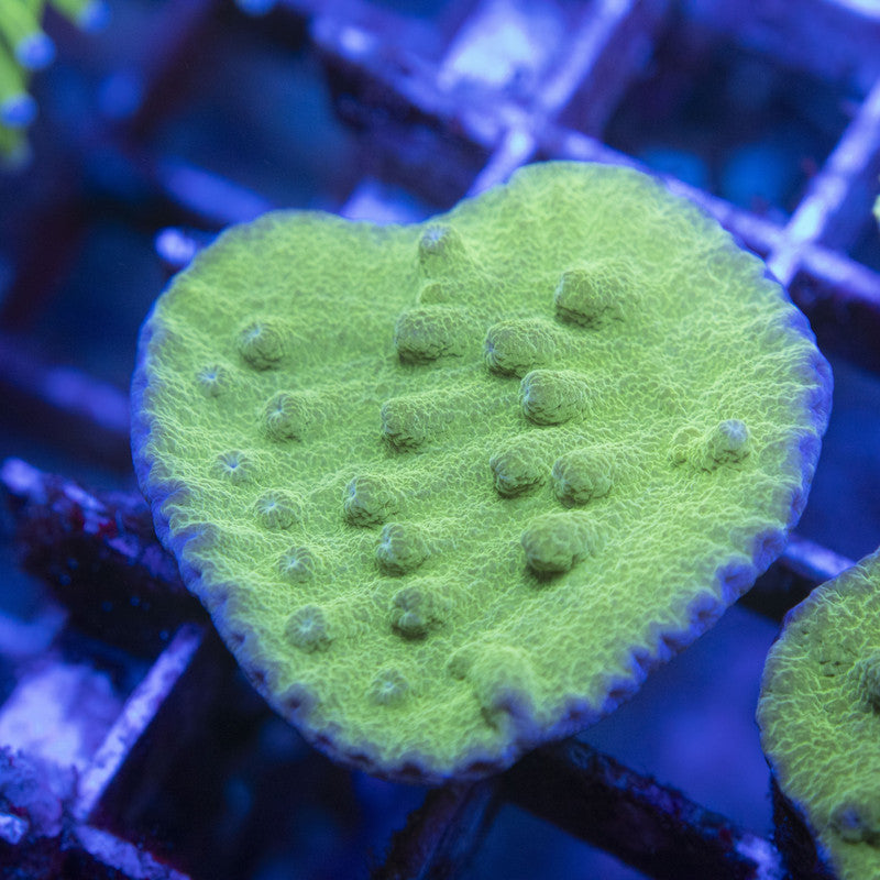 Green Turbinaria WYSIWYG live coral for sale at AquaGemCorals