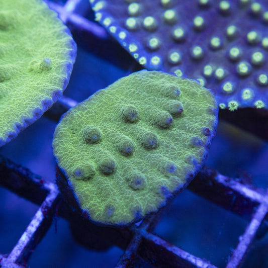 Green Turbinaria WYSIWYG live coral for sale at AquaGemCorals