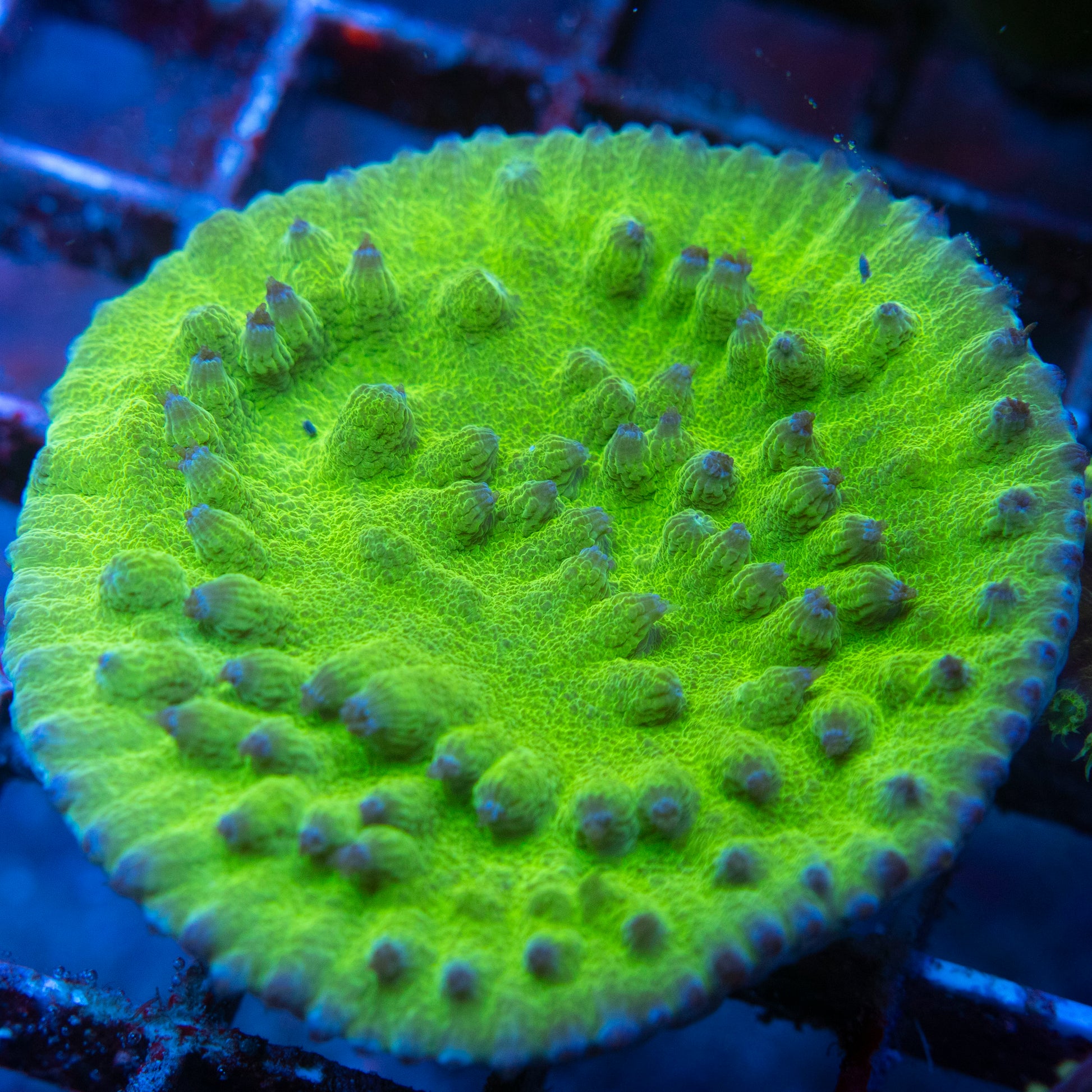 Green Turnbinaria Cup Coral WYSIWYG coral from AquaGemCorals