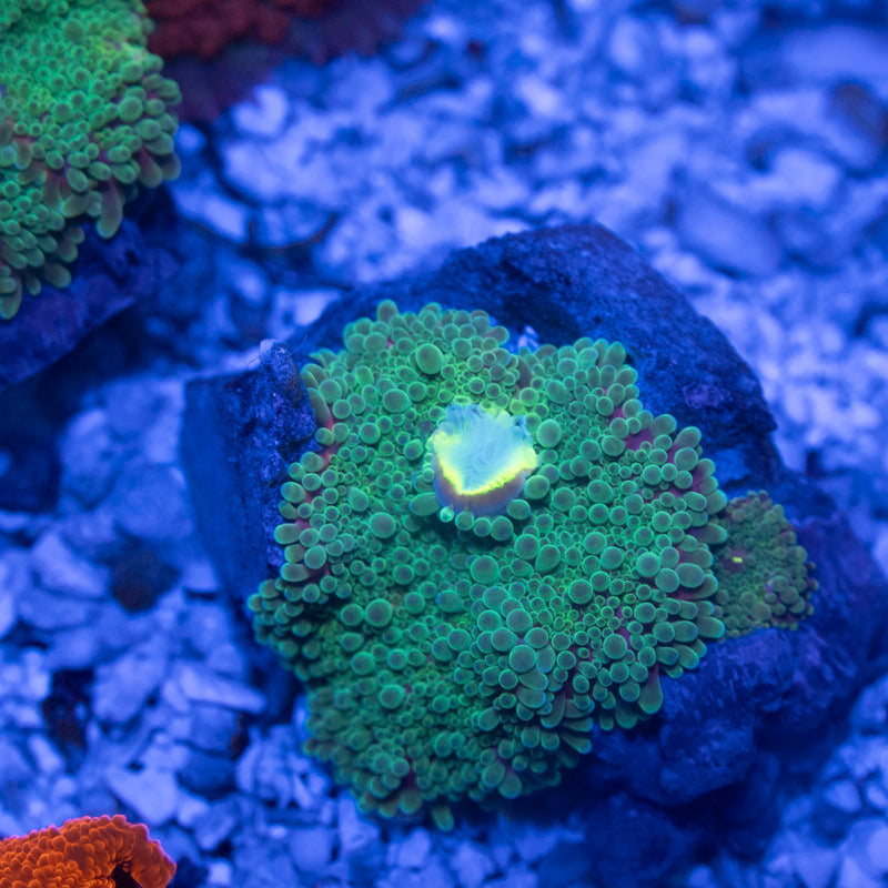Green Yuma Mushroom - AquaGemCorals