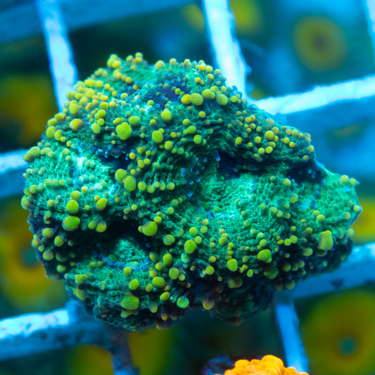Green Acan Echinata