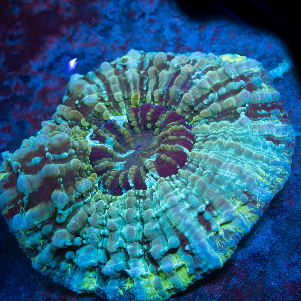 Green Acanthophylia