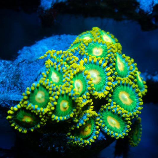 Green Bay Packers Zoas