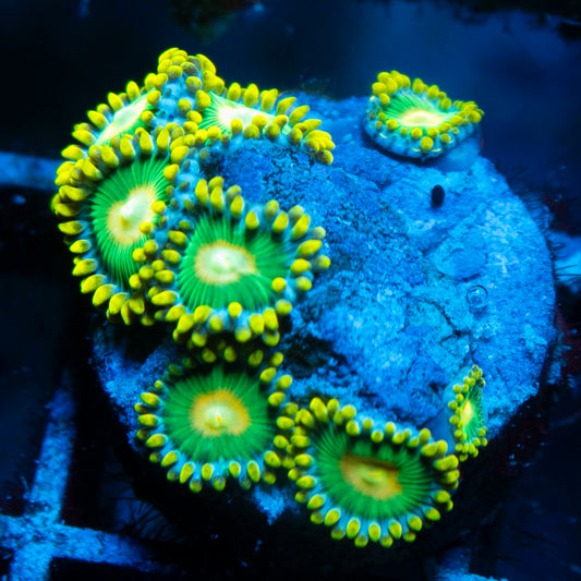 Green Bay Packers Zoas