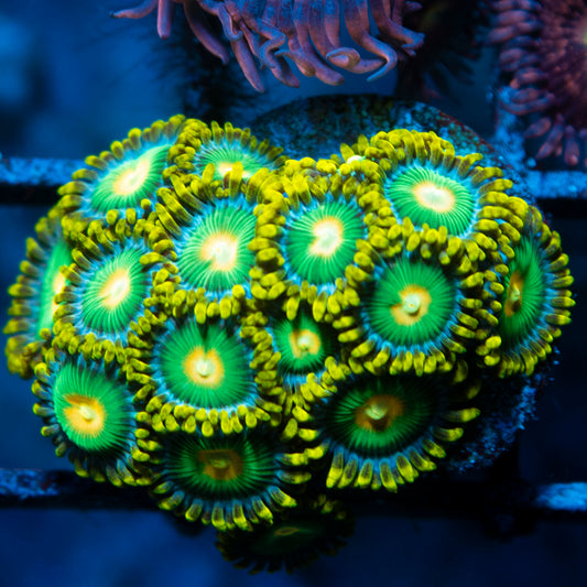 Green Bay Packers Zoas