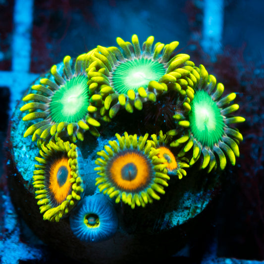 Green Bay Packers Zoas