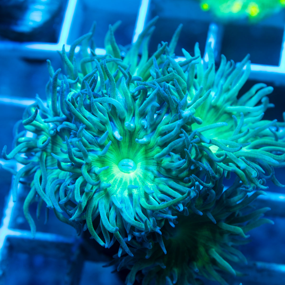 Green  Duncan