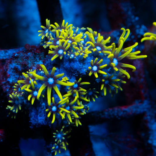 Green Star Polyps