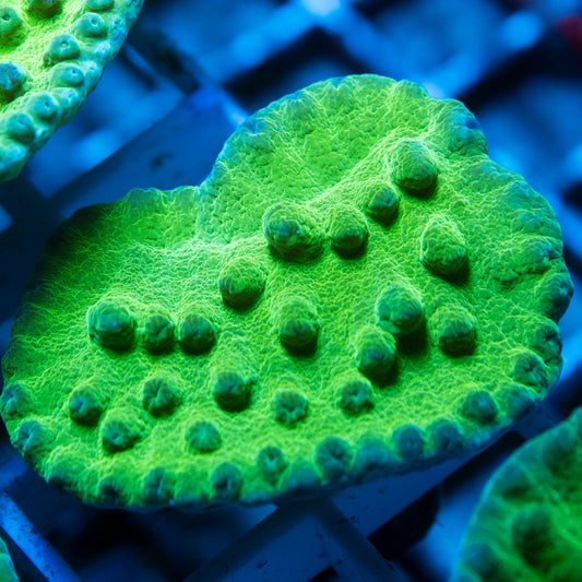 Green Turbinaria