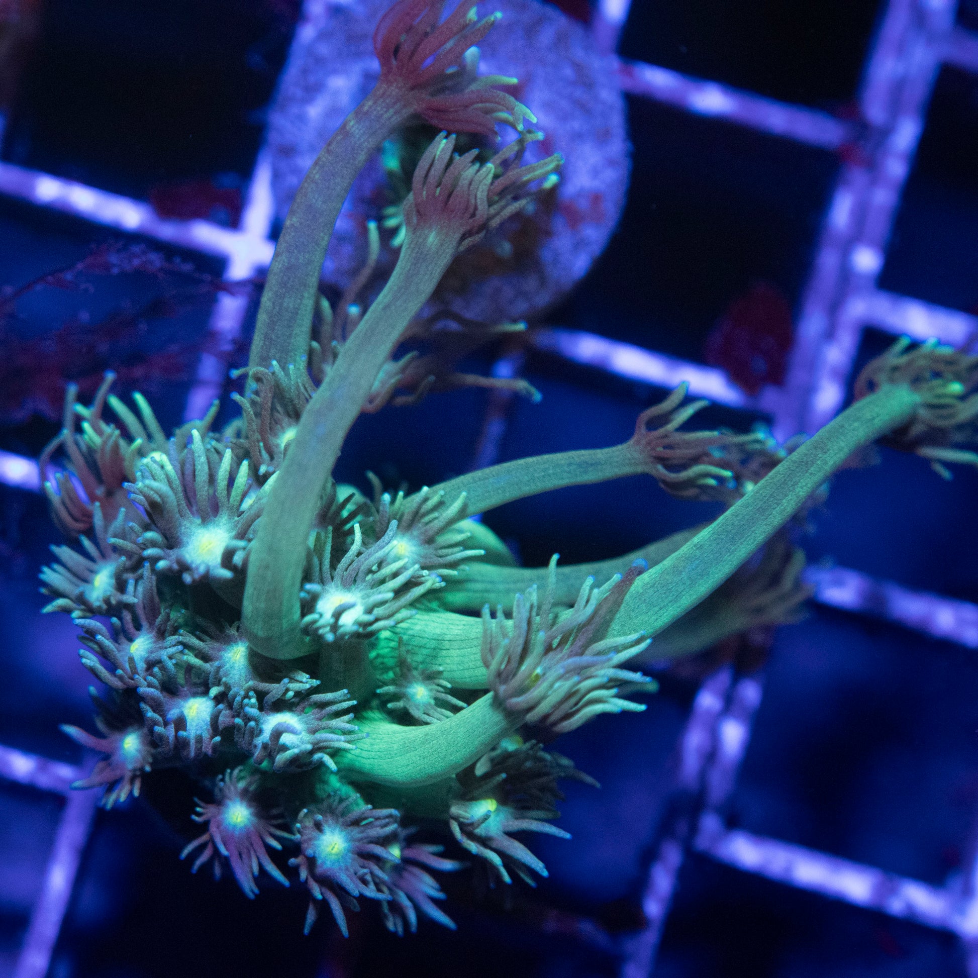 Green Goniopora - AquaGemCorals