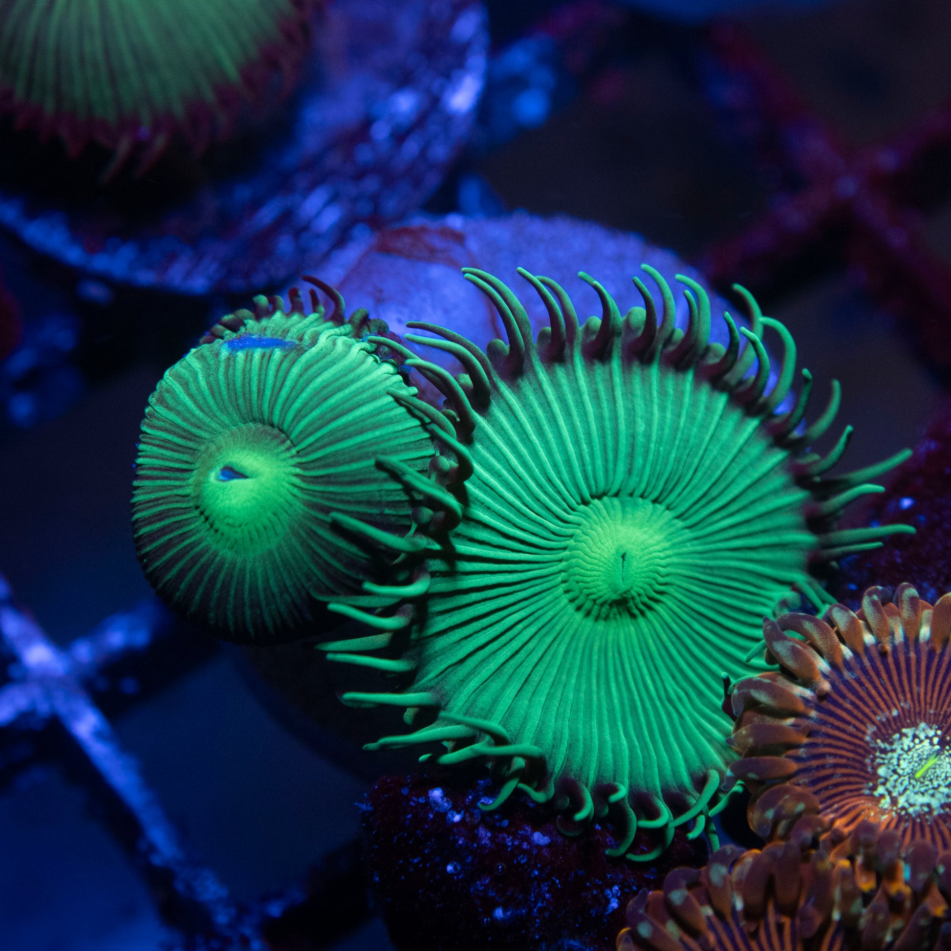 Green palythoa grandis - AquaGemCorals