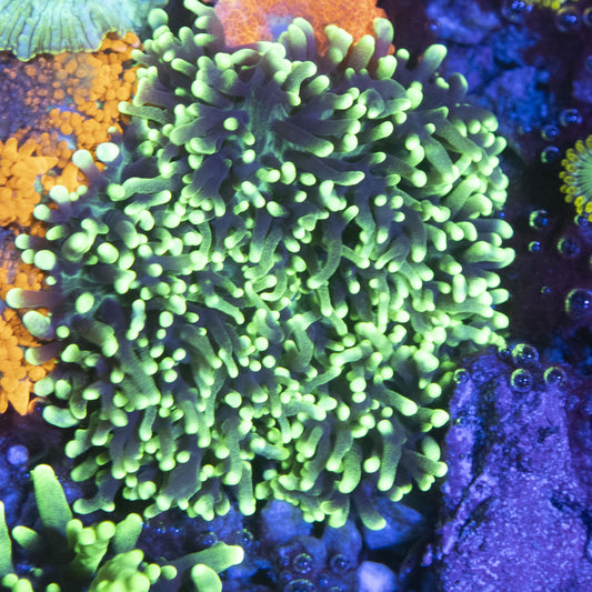 Hairy Green Mushroom