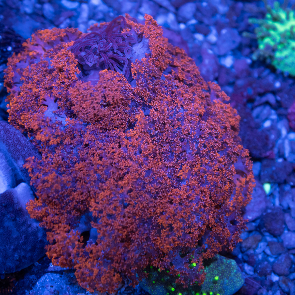 Hellfire Anemone coral frag from AquaGem Corals
