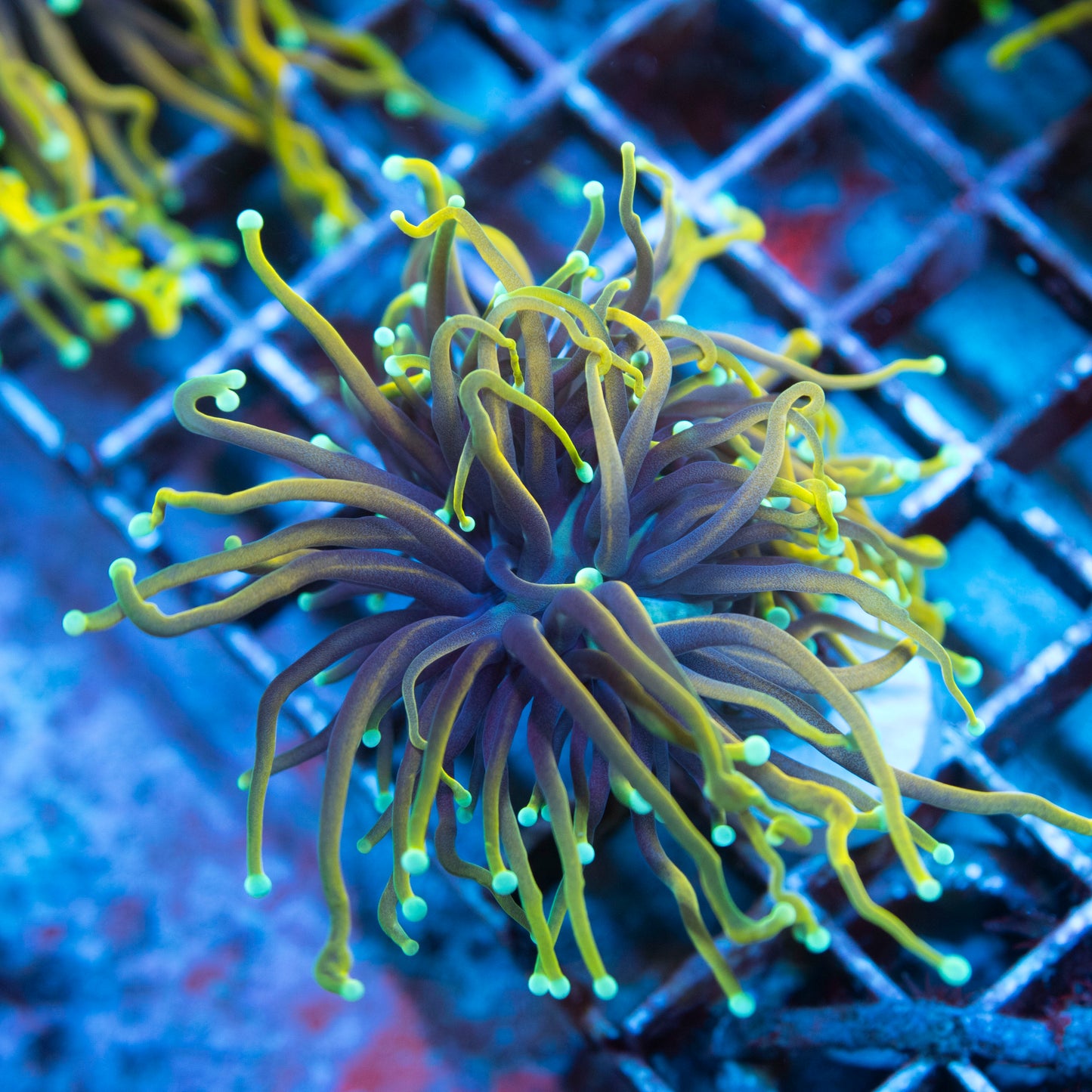 Hellfire Torch live coral for saltwater reef aquarium