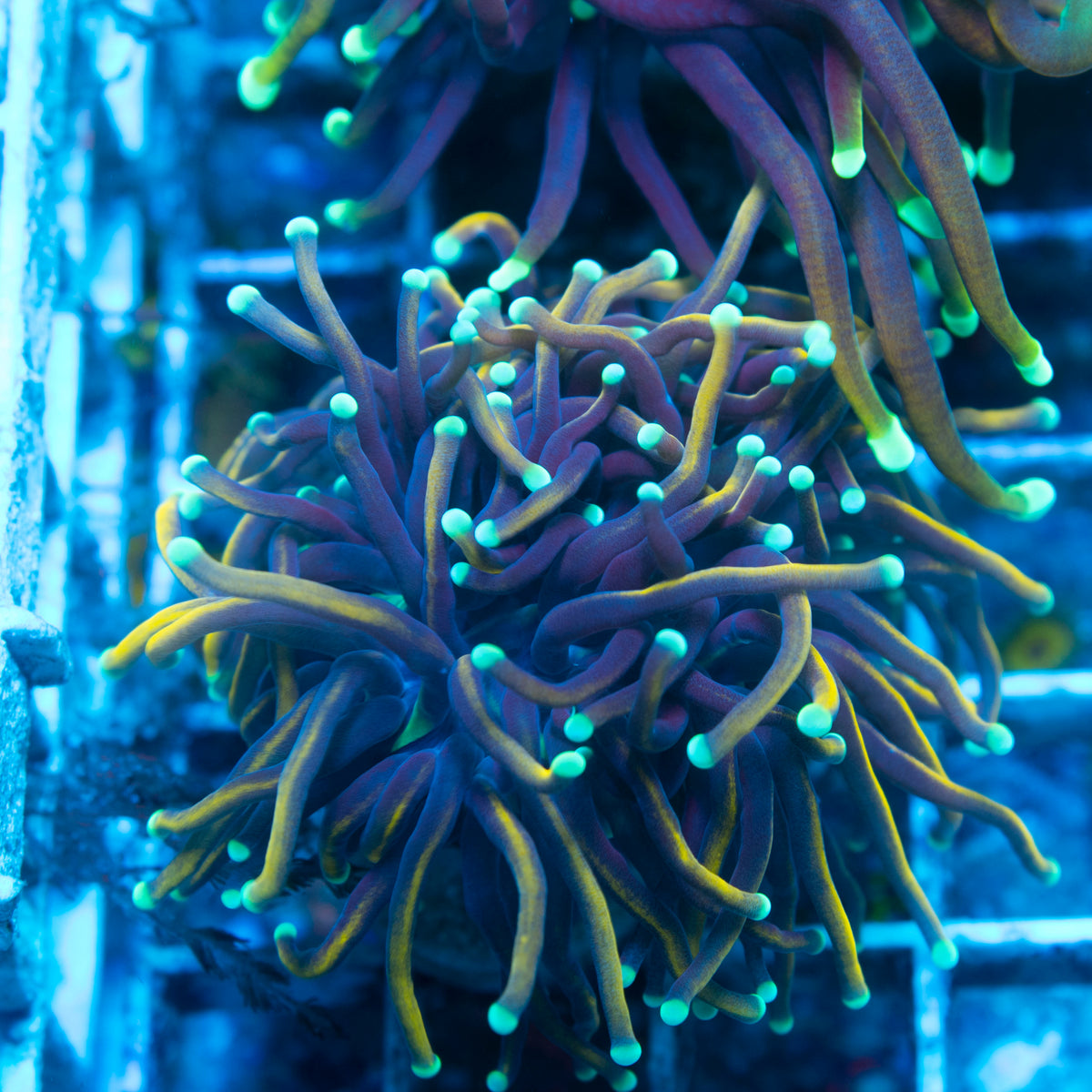Hellfire Torch live reef coral - AquaGemCorals