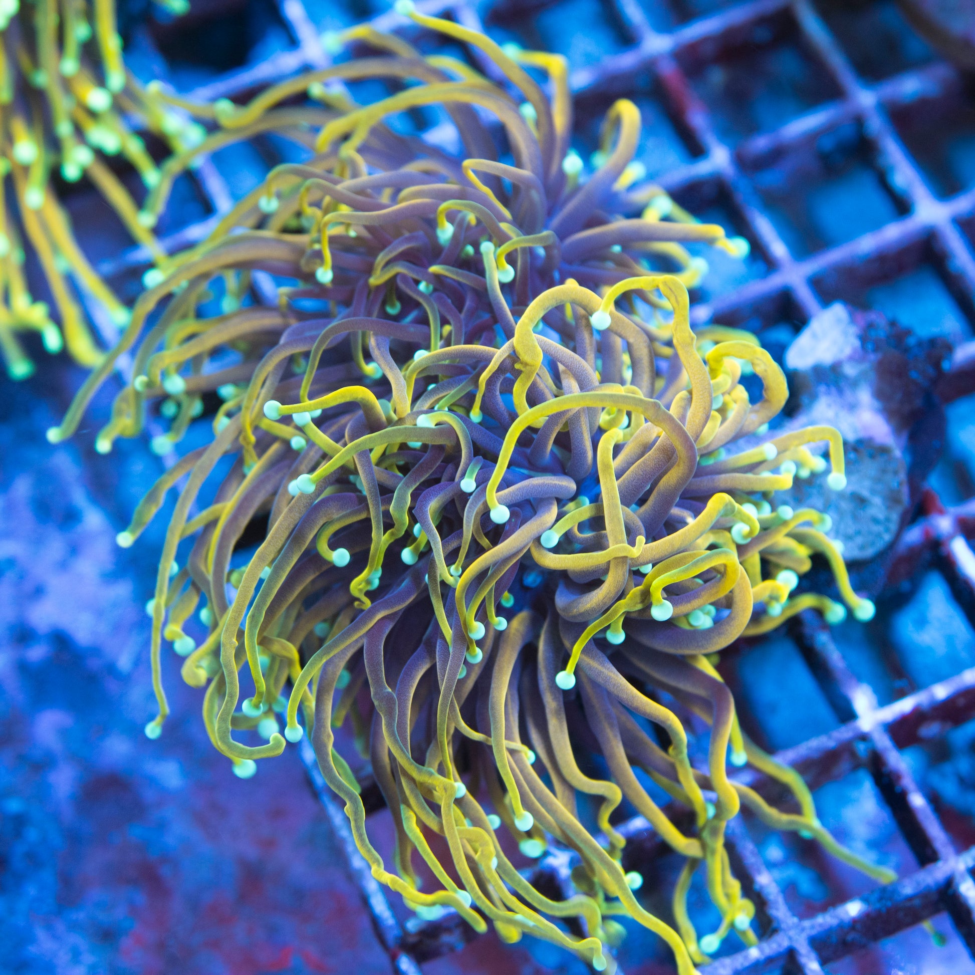 Hellfire Torch 2 polyps live coral for saltwater reef aquarium