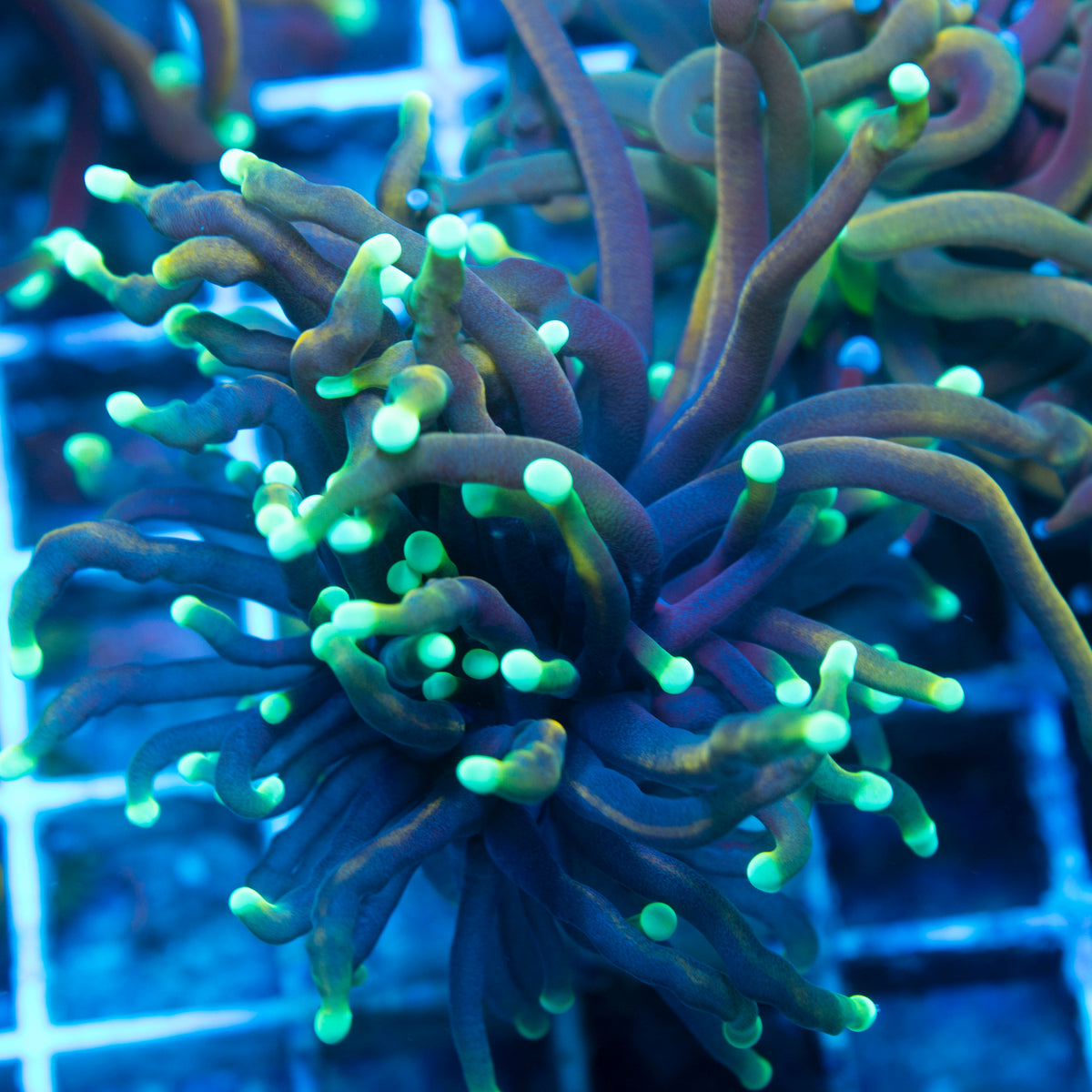 Hellfire Torch live reef coral - AquaGemCorals