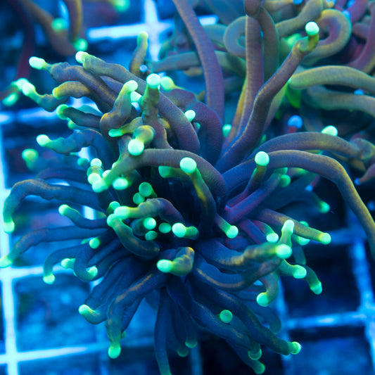 Hellfire Torch live reef coral - AquaGemCorals