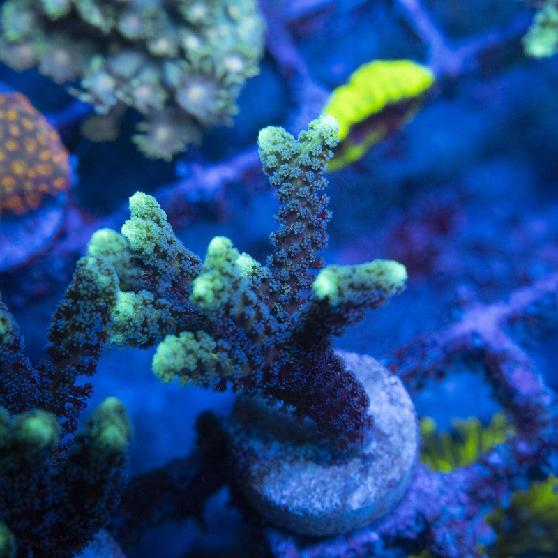 Highliter Seriatopora WYSIWYG live coral for sale at AquaGemCorals