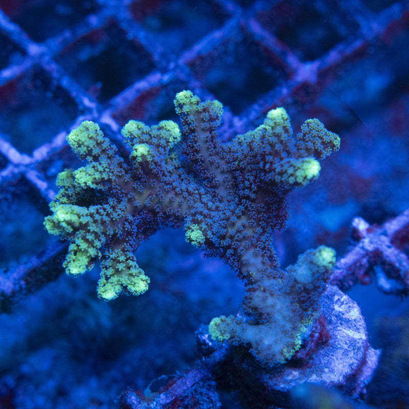 Highliter Seriatopora WYSIWYG live coral for sale at AquaGemCorals