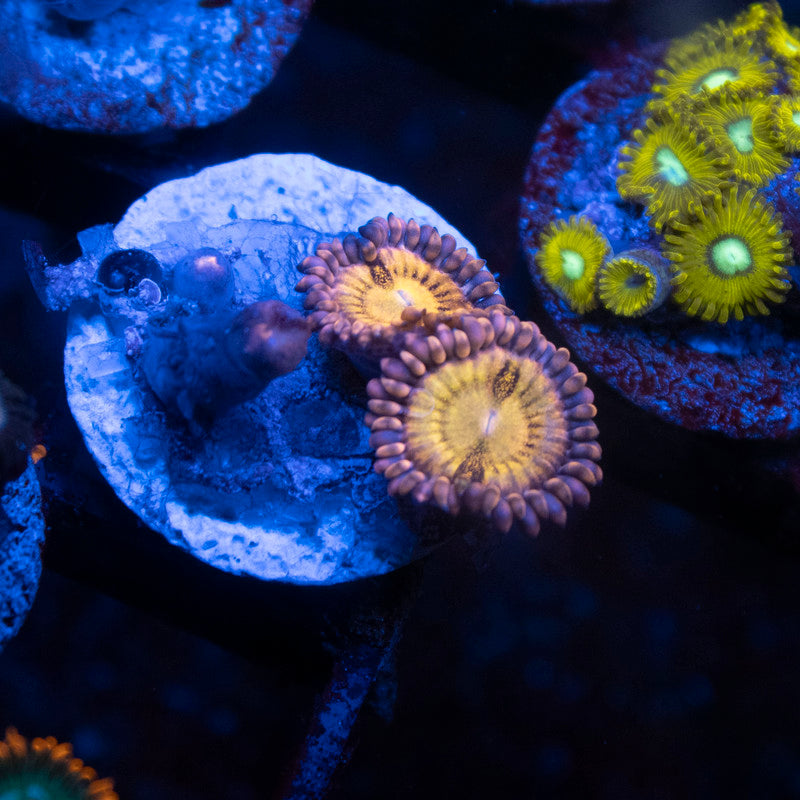 Hippie Duster Zoa