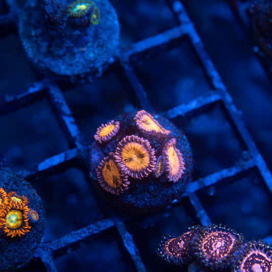 Hippie Duster Zoa