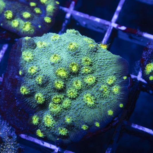 Hollywood Stunner Chalice