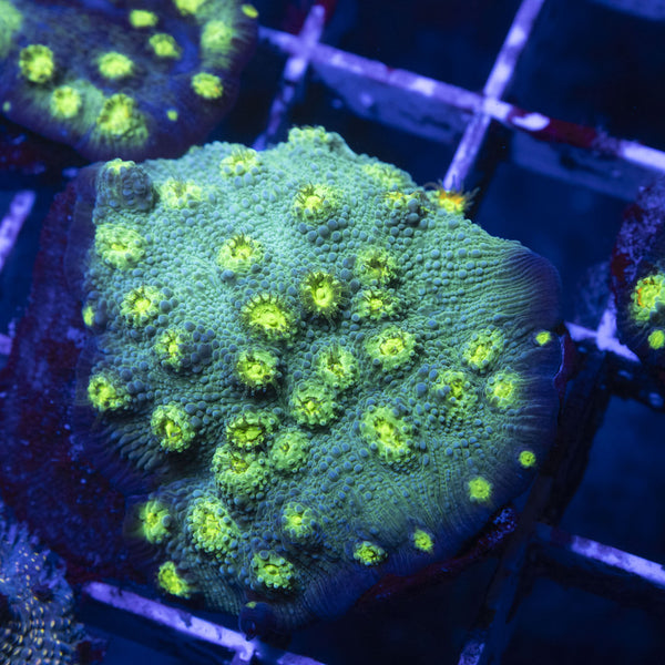 Red Cap Monti & Chalice & Mushroom Combo Pack – 5 Frags