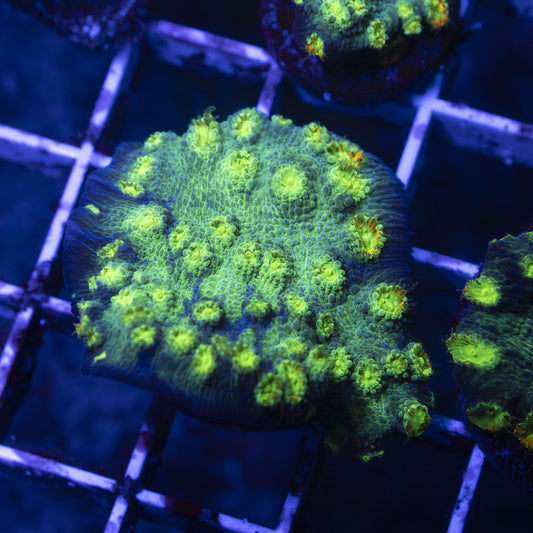 Hollywood Stunner Chalice