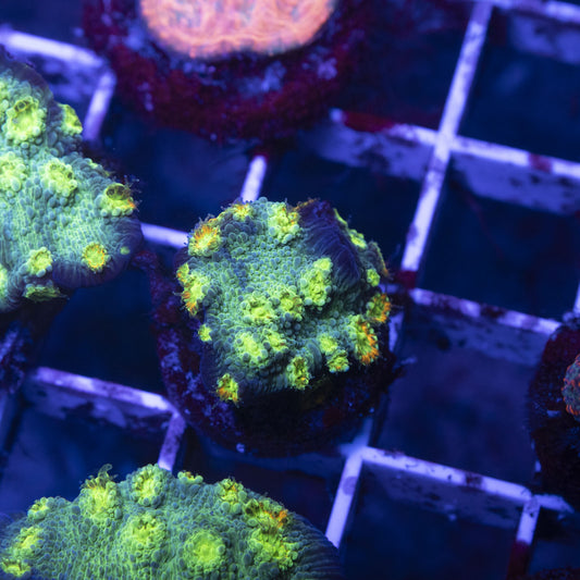 Hollywood Stunner Chalice