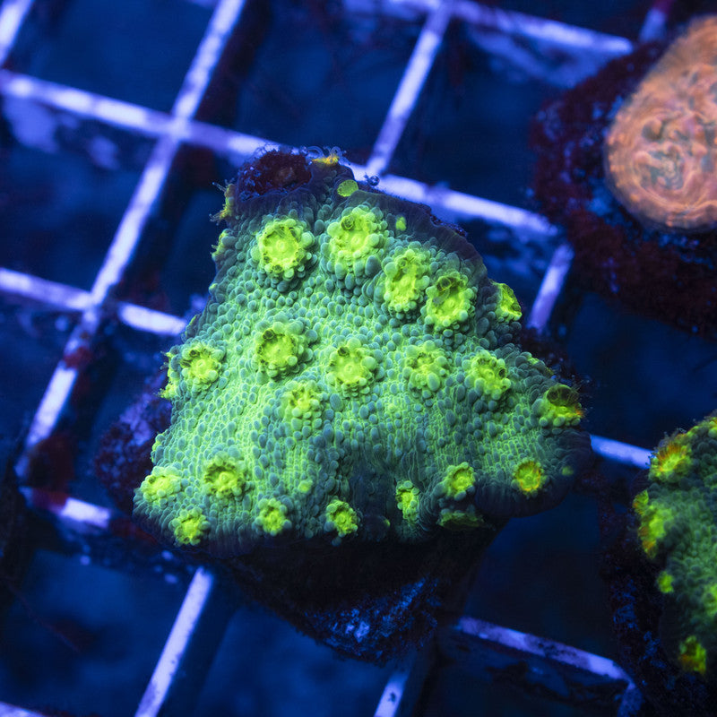 Hollywood Stunner Chalice