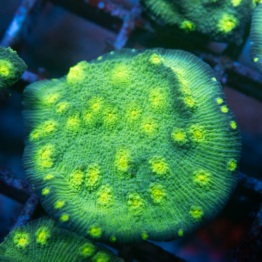 Hollywood Stunner Chalice