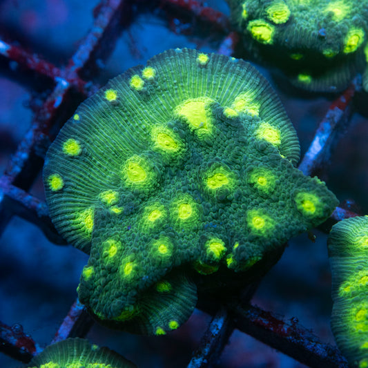 Hollywood Stunner Chalice