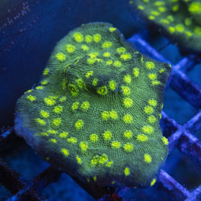 Hollywood Stunner Chalice WYSIWYG live coral for sale at AquaGemCorals