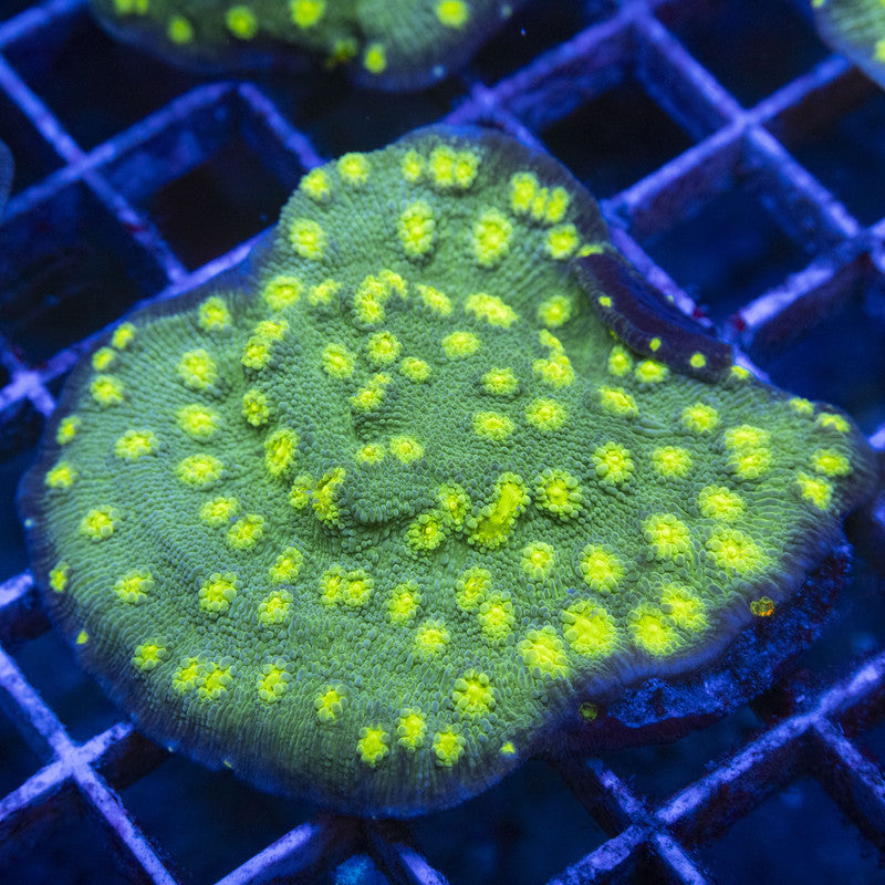 Hollywood Stunner Chalice WYSIWYG live coral for sale at AquaGemCorals