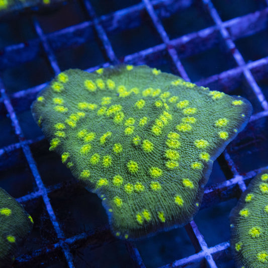 Hollywood Stunner Chalice WYSIWYG live coral for sale at AquaGemCorals
