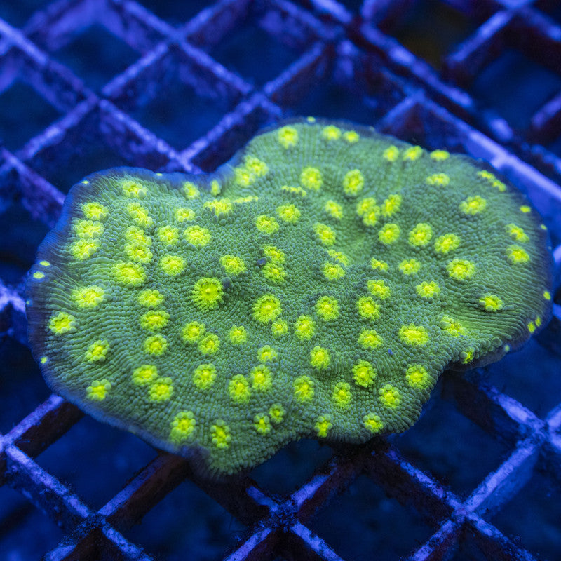 Hollywood Stunner Chalice WYSIWYG live coral for sale at AquaGemCorals