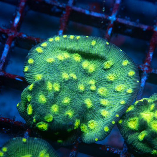 Hollywood Stunner Chalice