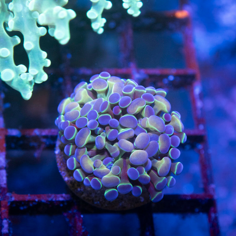 Hologram Hammer - AquaGemCorals