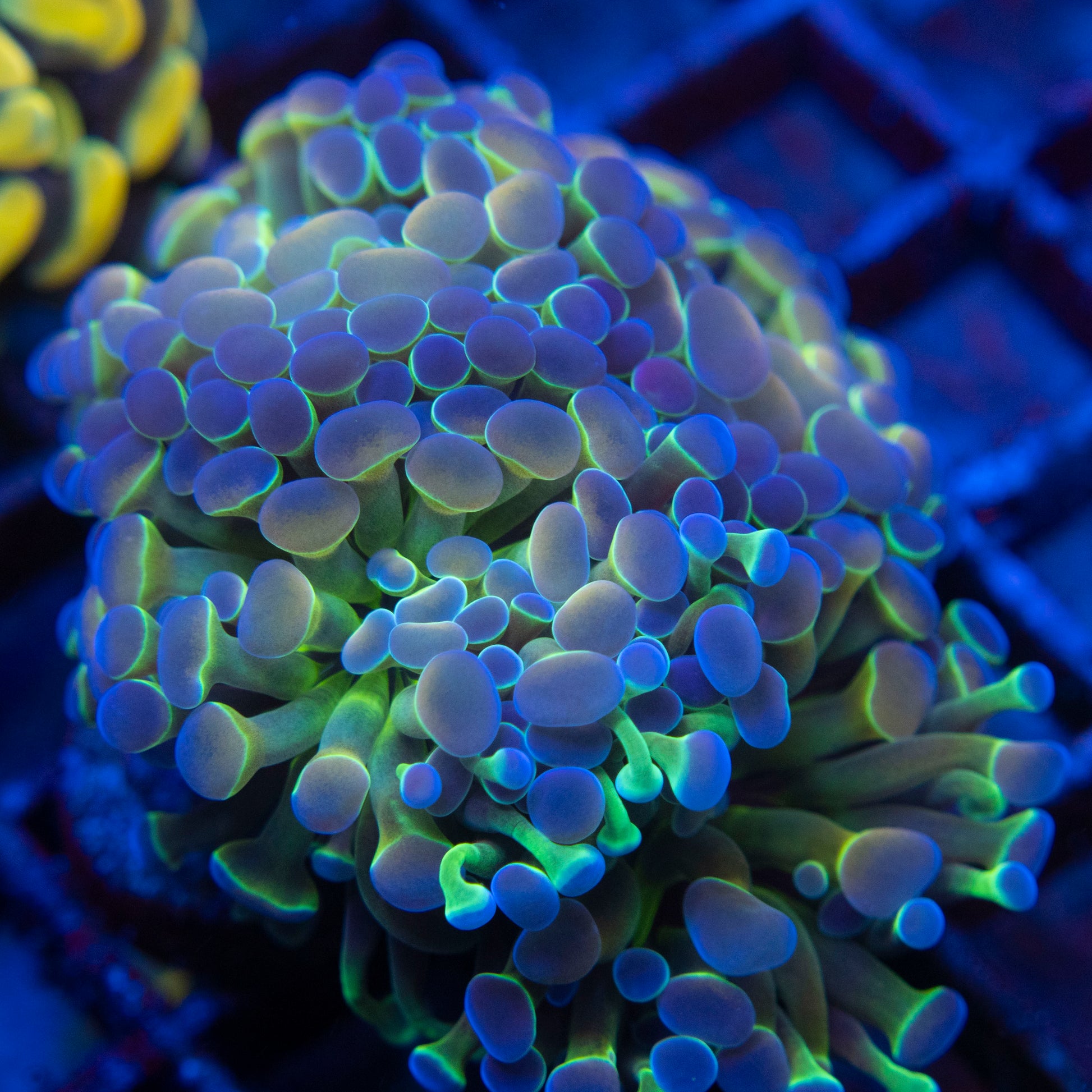 Hologram Hammer 4 Polyps WYSIWYG coral from AquaGemCorals