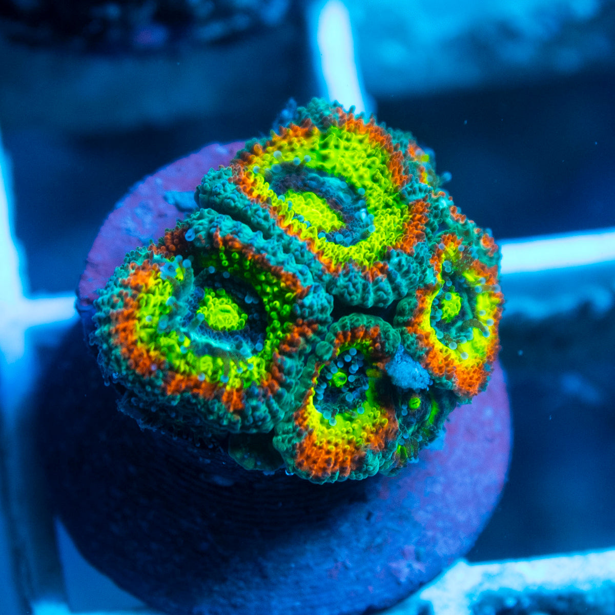 Holy Grail Acan live reef coral - AquaGemCorals