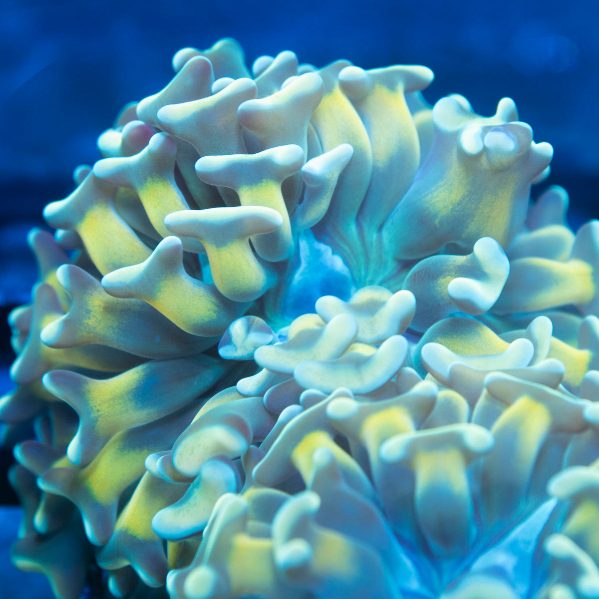 Holy Hammer live reef coral - AquaGemCorals