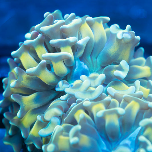 Holy Hammer live reef coral - AquaGemCorals