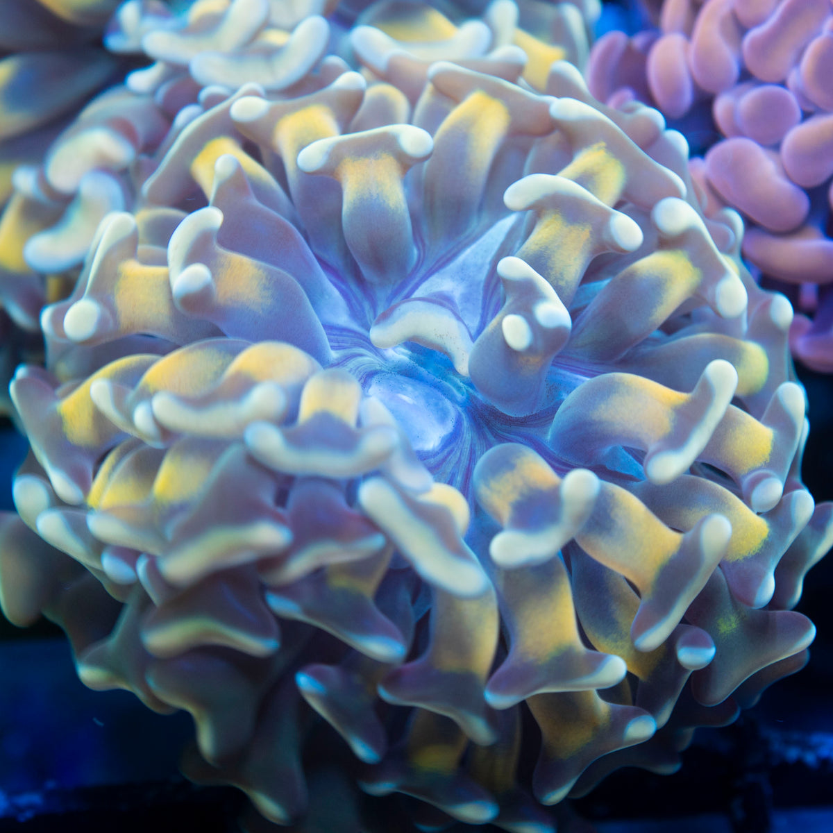 Holy Hammer live reef coral - AquaGemCorals