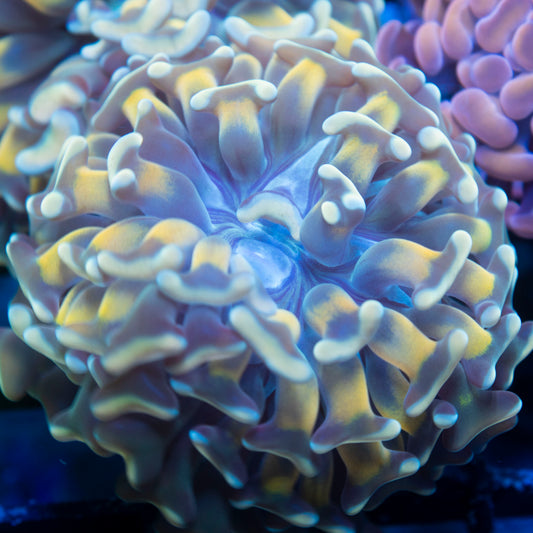 Holy Hammer live reef coral - AquaGemCorals