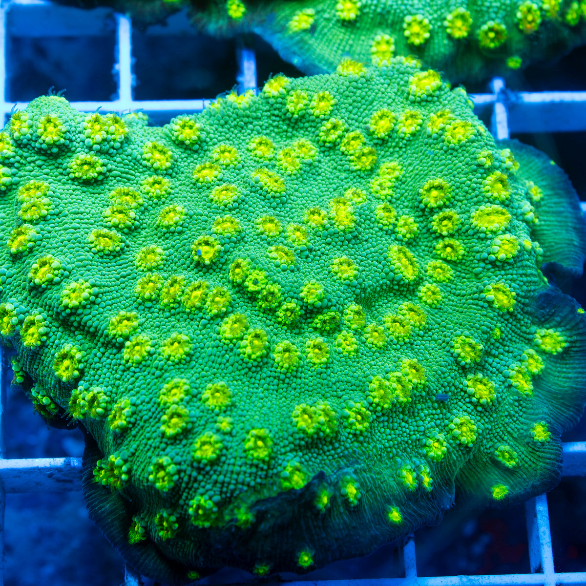 Holywood Stunner Chalice live reef coral - AquaGemCorals