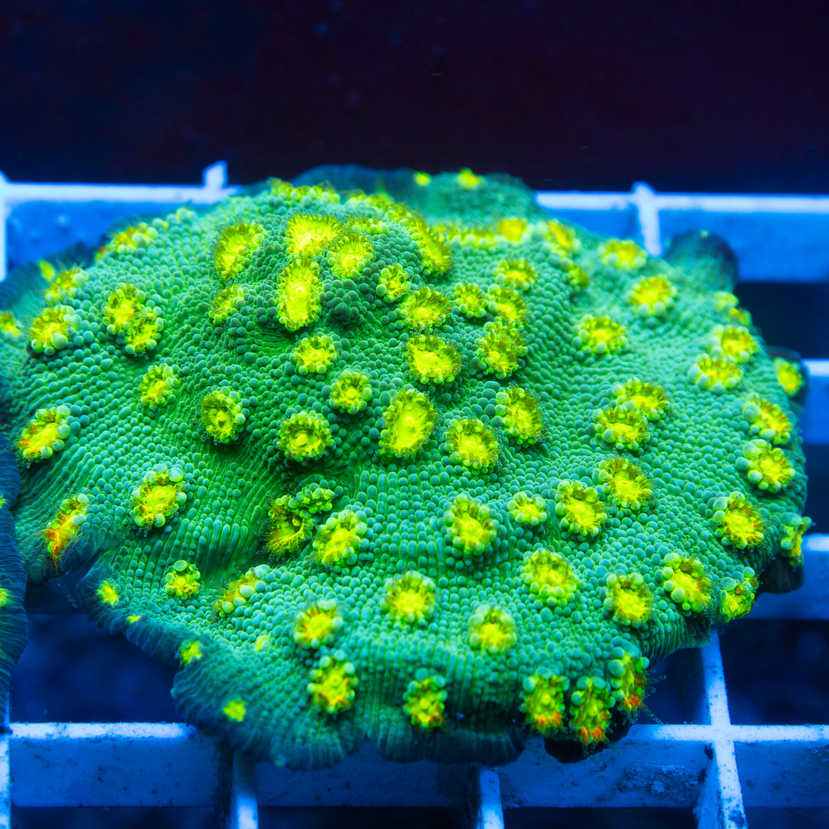 Holywood Stunner Chalice live reef coral - AquaGemCorals