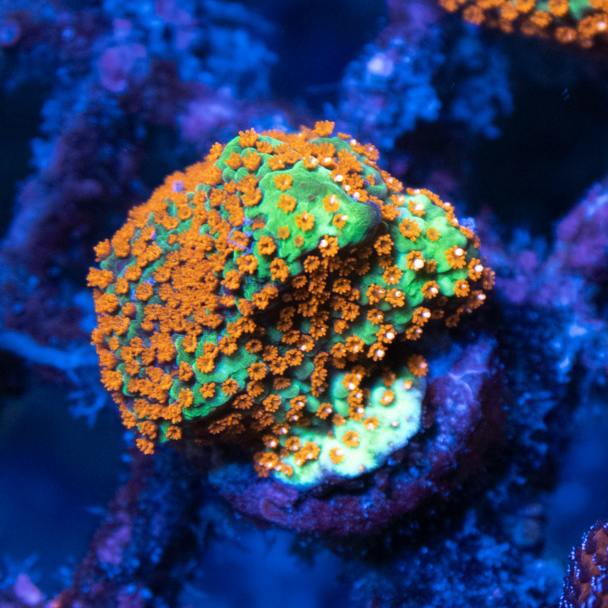 Hot Chili Peper Monti coral frag from AquaGem Corals