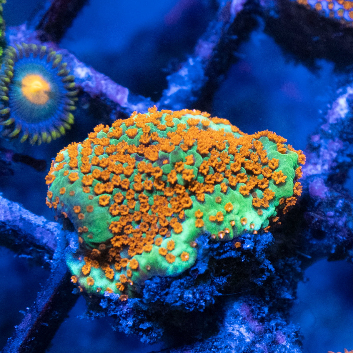 Hot Chili Peper Monti coral frag from AquaGem Corals
