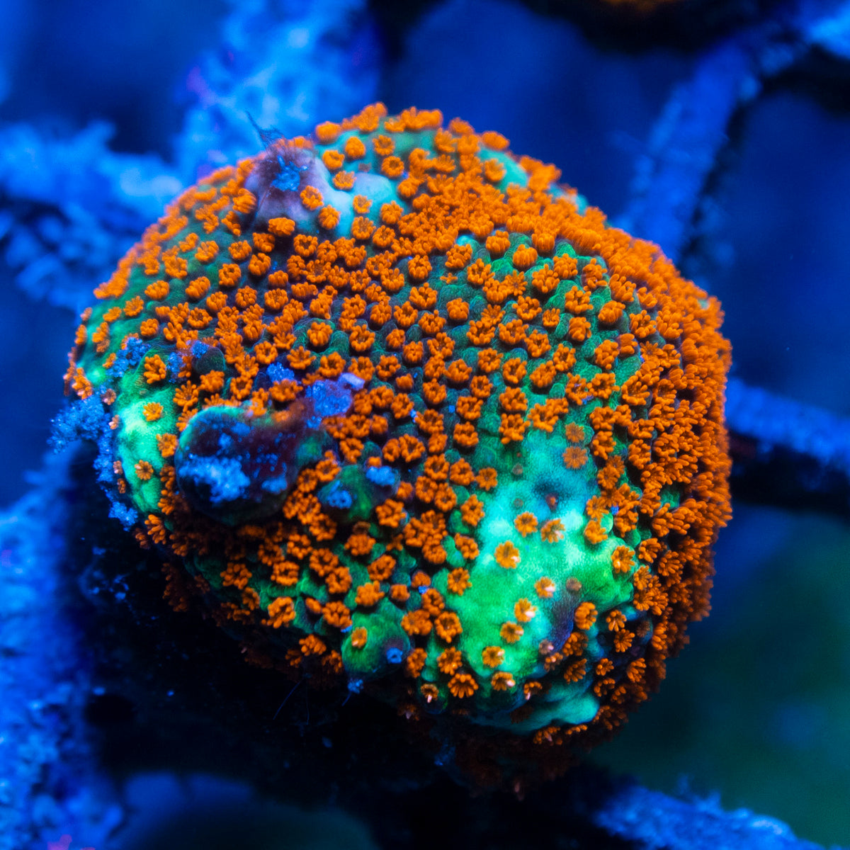 Hot Chili Pepper Monti live reef coral - AquaGemCorals